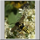 Tenthredo amoena - Blattwespe w01.jpg